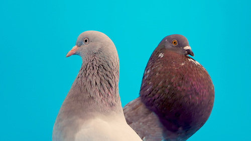 When Doves Try